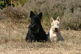 SCOTTISH TERRIER 243